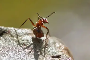 ᐈ Spiritual Meaning Of Ants In House 2020