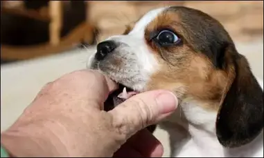 ᐈ My Puppy Wont Stop Biting Me I Ve Tried Everything 2020 Tips Help