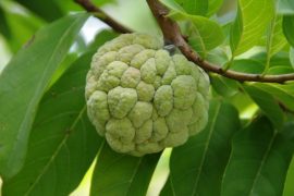 Cherimoya Benefits Tree, Seeds and How to Eat