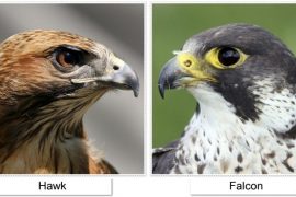 Difference Between Falcon And Hawk