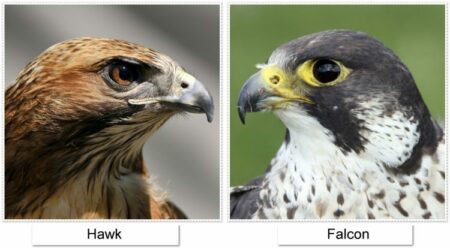 🥇 Difference Between Falcon And Hawk【 2021 】Identification