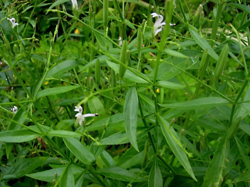 Andrographis Paniculata | Plants That Repel Snakes