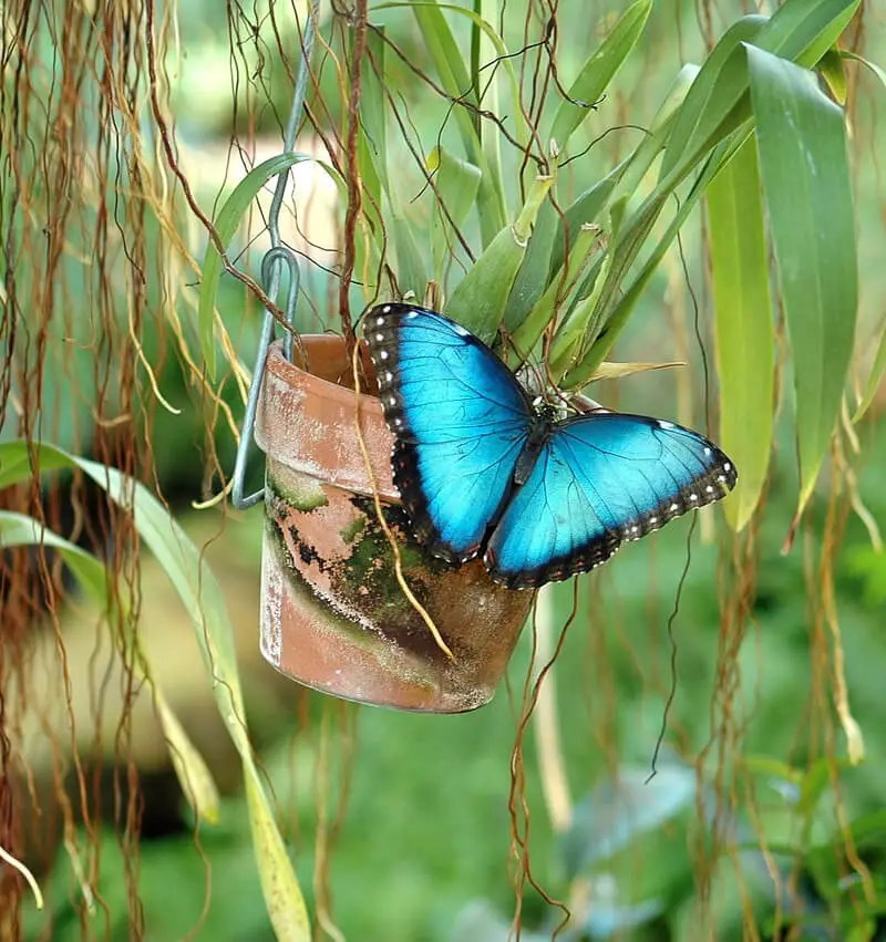 Blue butterfly meaning