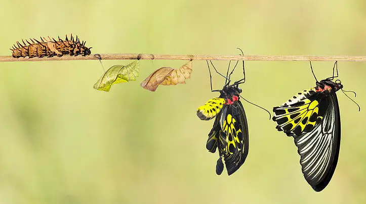 butterflies-transformation