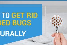 get rip of bed bugs | does lavender repel bed bugs