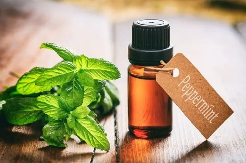 how to use peppermint oil for bed bugs