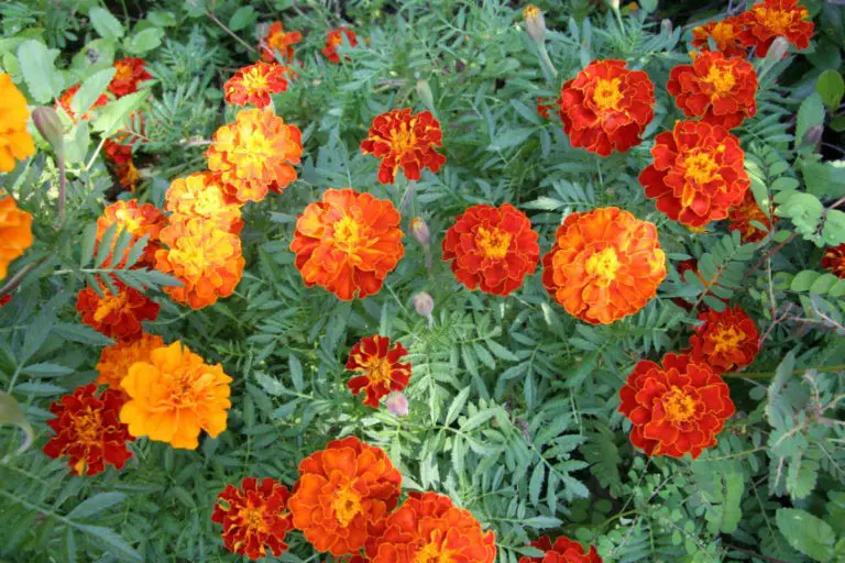 Marigolds Flowers | Plants That Repel Snakes. Plants that keep snakes away