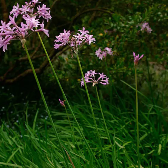Pink Agapanthus | Plants That Repel Snakes