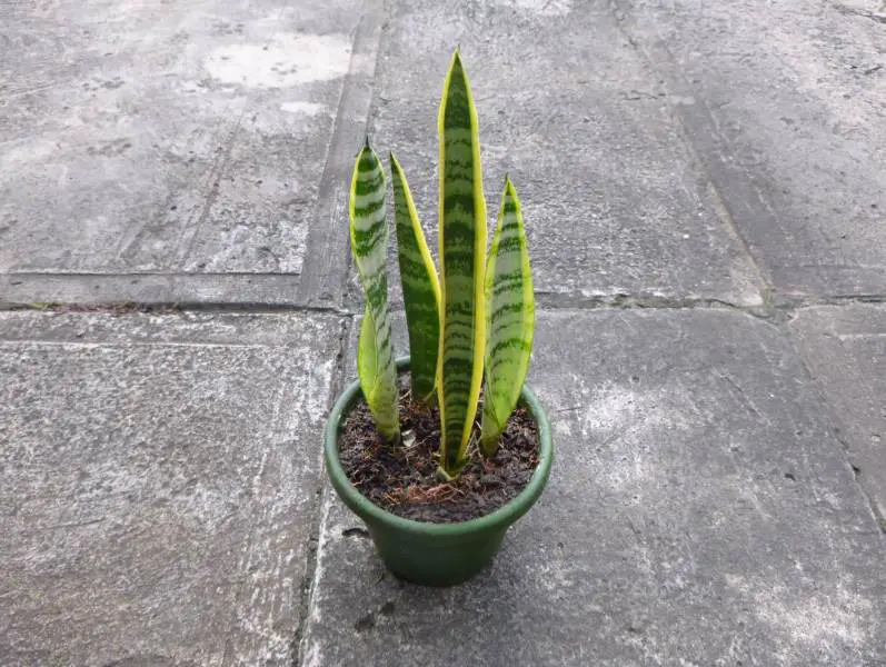 Snake Plant | Plants That Repel Snakes
