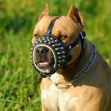 Choosing a dog name seems easy, but there are a number of tips that you should keep in mind. A name must not only be beautiful