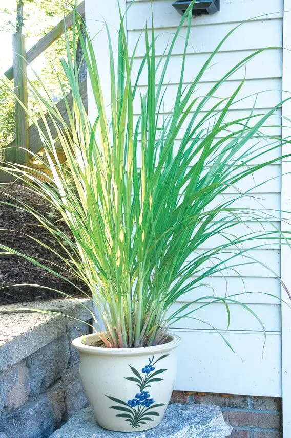 West Indian Lemon Grass | Plants That Repel Snakes