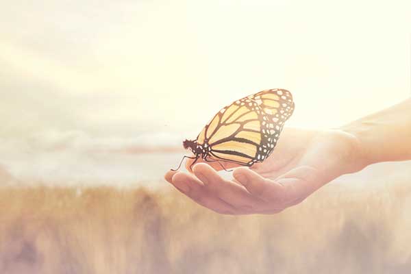 What Does It Mean When A Butterfly Lands On You what-does-it-mean-when-a-butterfly-lands-on-you