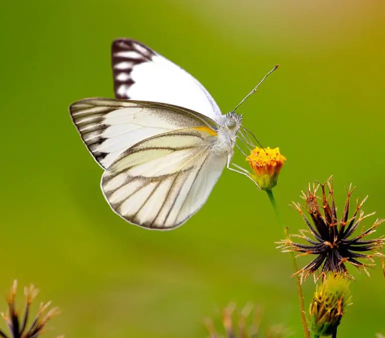 what does it mean when a butterfly lands on you