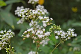 White Snakeroot | Plants That Repel Snakes