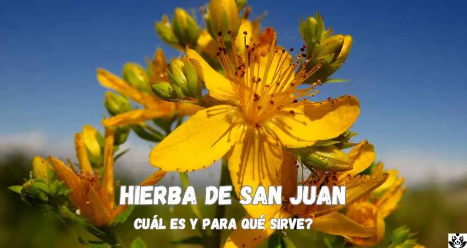 Hierba de San Juan: Cuál es y Para Qué Sirve?