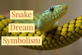 What Does It Mean To Dream About Snakes Attacking You