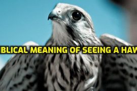 DISCOVER THE BIBLICAL MEANING OF SEEING A HAWK