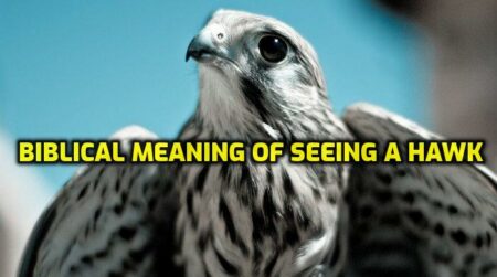 🥇 What is the Biblical Meaning of Seeing a Hawk【 2021 】Animal totem