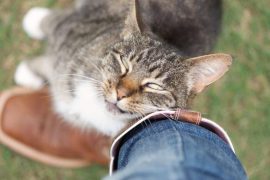 What Does It Mean When Cats Rub Against You