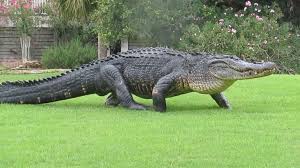 Alligators Mean