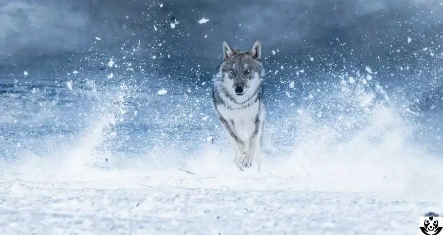 Totem Animals Spirit Animal and Meaning