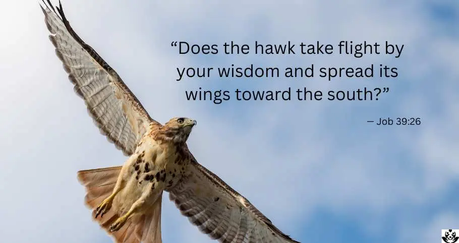 What Does It Mean When You See a Hawk Spiritually