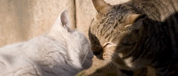 Why does a cat actually give cups