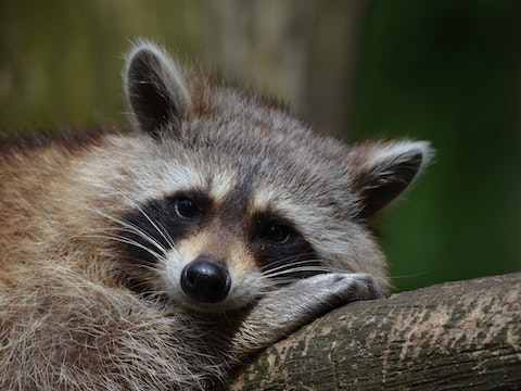 Biblical Meaning Of Raccoon
