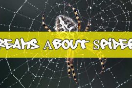 dreams-about-spiders