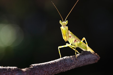 What Does It Mean When You See A Praying Mantis?