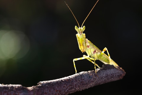 what does it mean when you see a praying mantis