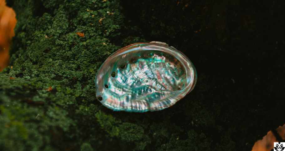 Abalone Shell Magical Uses