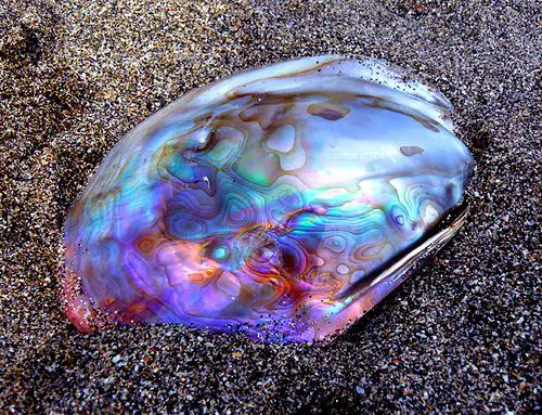 THE ABALONE SHELL AND ITS MAGICAL POWERS