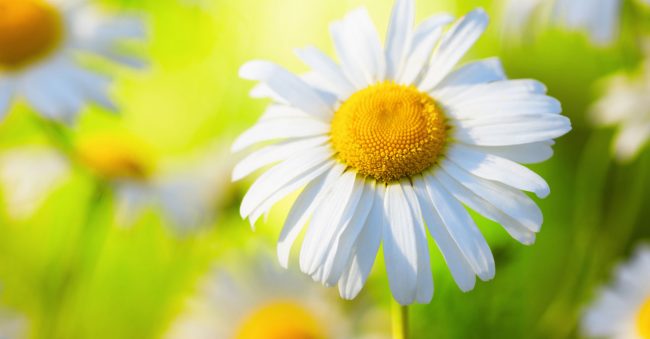 April has the birth flower daisies