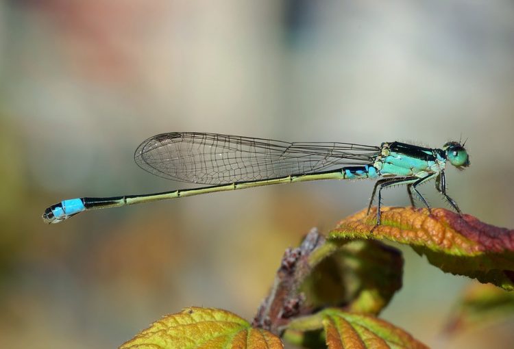 DRAGONFLY SYMBOLISM IN THE BIBLE