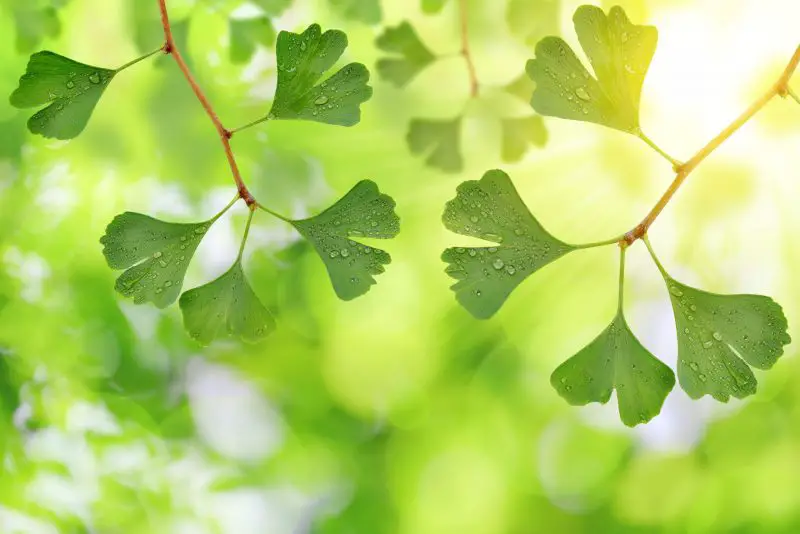 Ginkgo Leaf Symbolic Meaning, Spiritual and Healing Effect