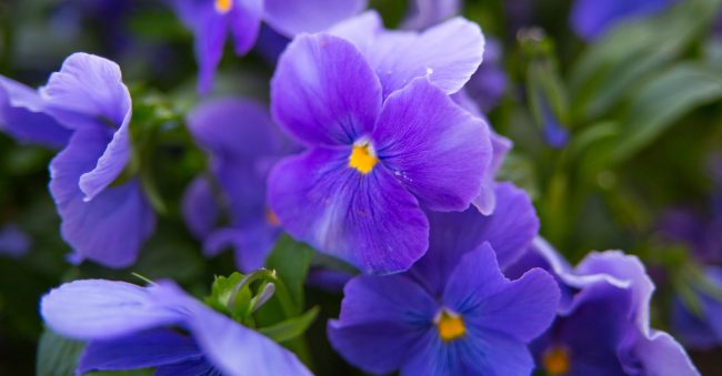 In February, the signs are on violets