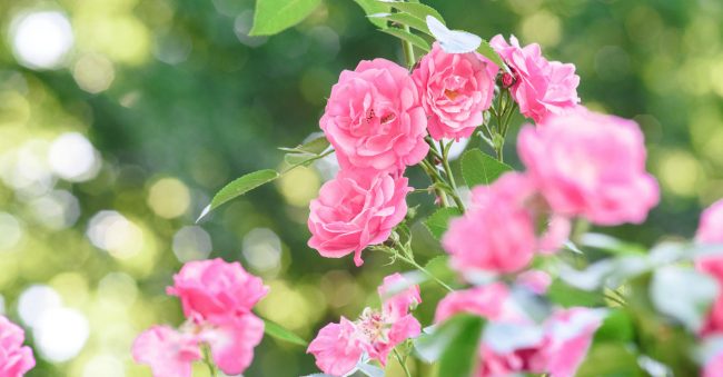 In June, the birth flower Rose laughs