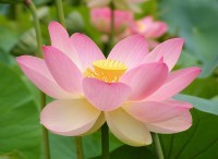 Indian lotus flower