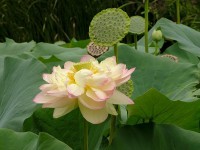 Indian lotus flower