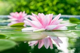 YOGA AND HINDUISM: THE LOTUS FLOWER