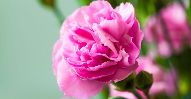 January has the birth flower carnation