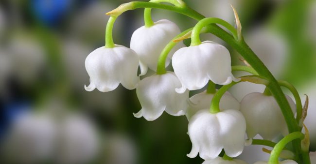 May is happy about the classic: the lily of the valley