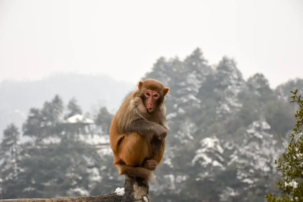 Monkey Mind Calming With Meditation, How Does It Work?
