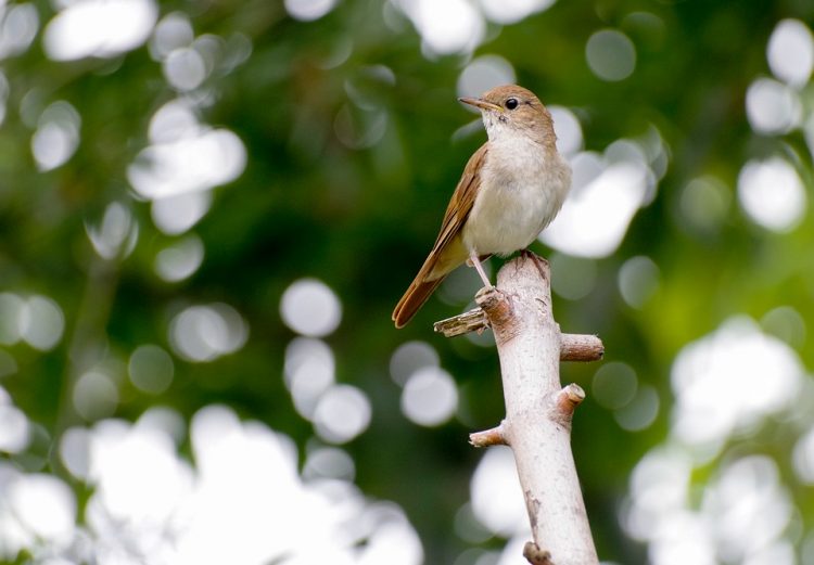 NIGHTINGALE SYMBOLIC MEANING