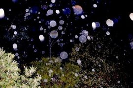 ORBS: DUST PARTICLES OR ENTITIES?