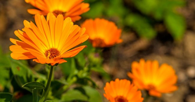 October gives marigold special meaning