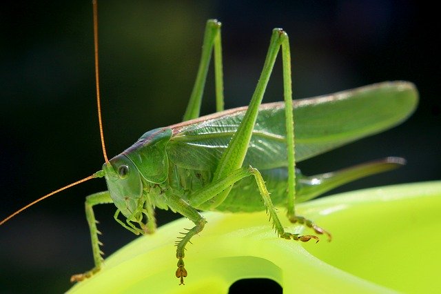 Prophetic And Spiritual Meaning Of A Cricket