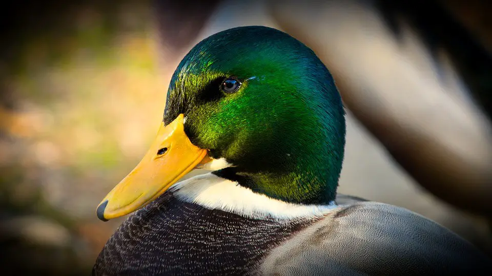 Prophetic And Spiritual Meaning Of Ducks