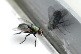 Prophetic and spiritual meaning of flies